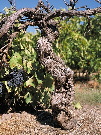 https://www.vinocorpperu.com/images/bodegas/darenberg/Bunch_Of_Grapes For_The_Dead_Arm_Shiraz-min.jpg